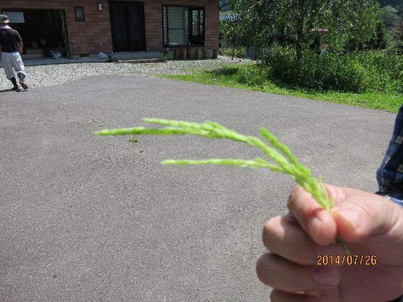 Ⴊň