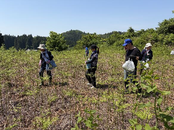 大蕨のわらび採り