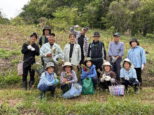 大蕨のわらび採り