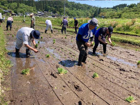 山響棚田米の田植え