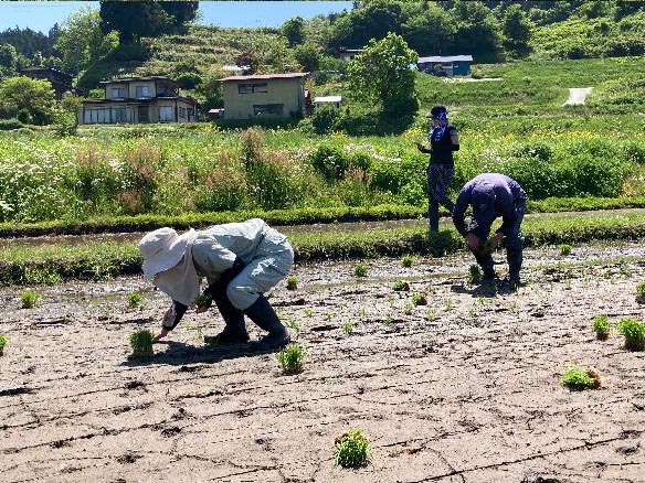 山響棚田米の田植え