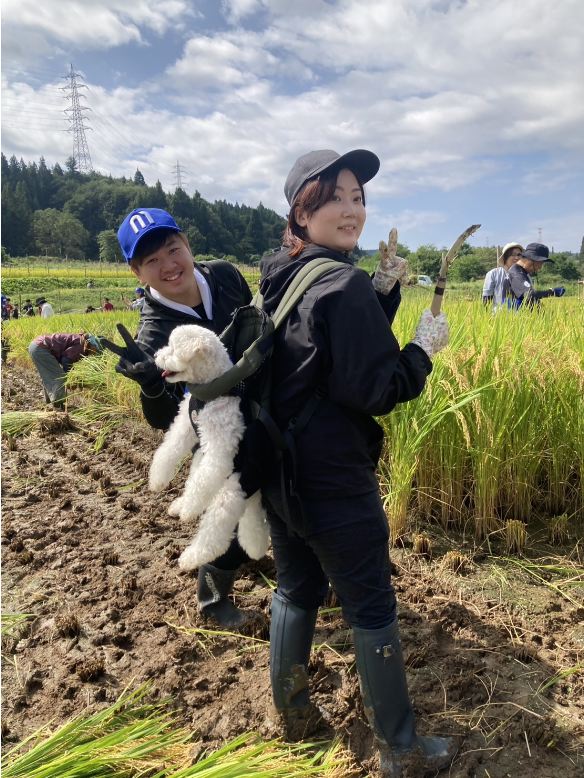 山響棚田米の稲刈り2026