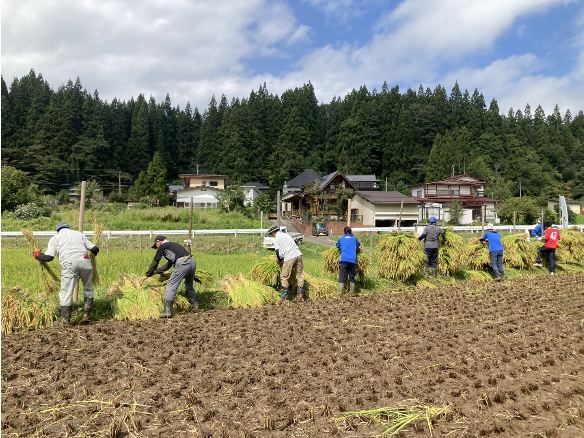 山響棚田米の稲刈り2026