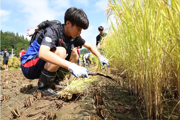 山響棚田米の稲刈り2026
