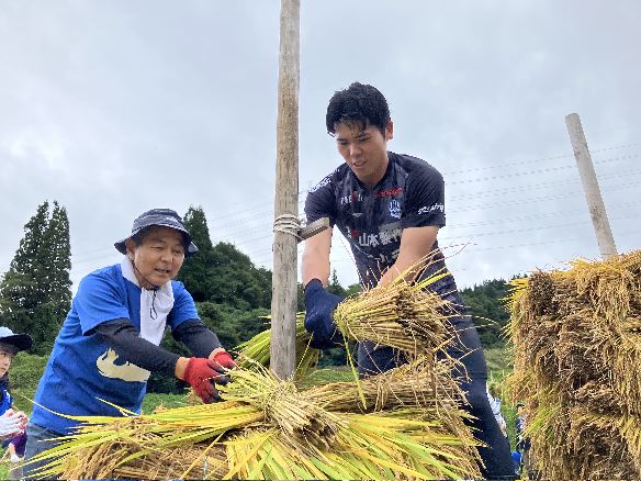モンテ棚田米の稲刈り2026