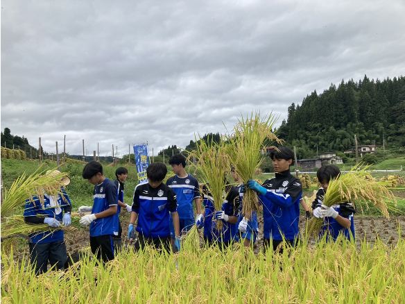 モンテ棚田米の稲刈り2026