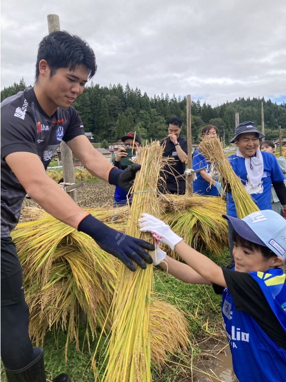 モンテ棚田米の稲刈り2026