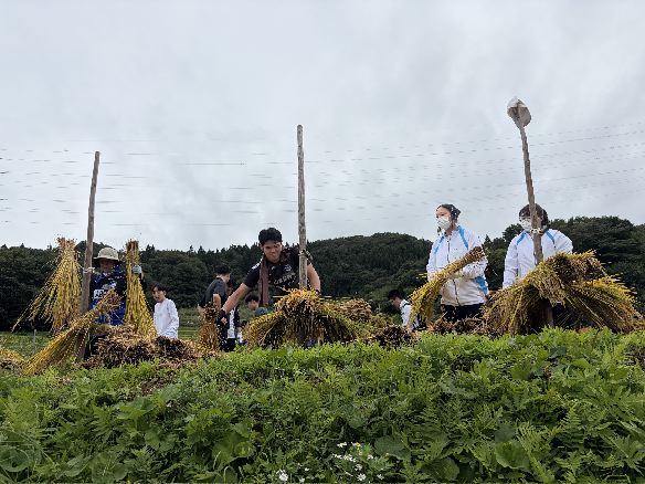 モンテ棚田米の稲刈り2026